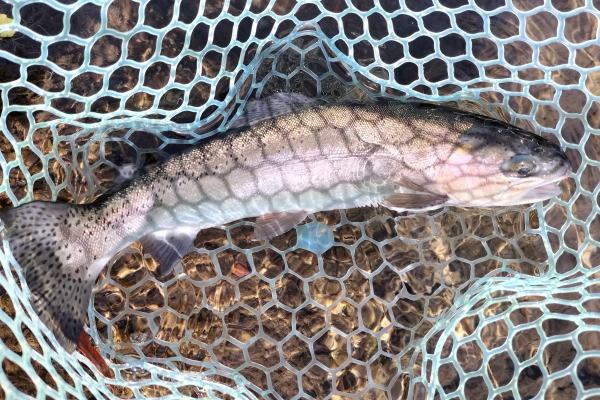 魚(ニジマス)