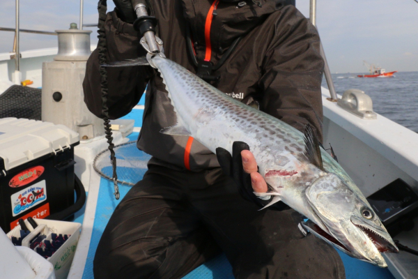 魚(サワラ)